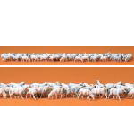 （HO）羊60頭